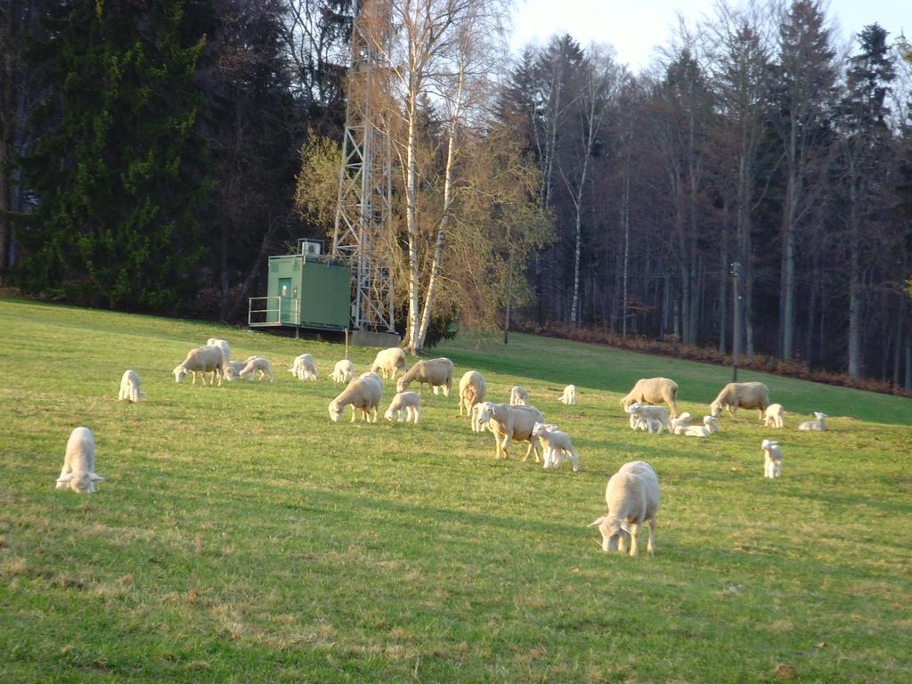 Affittacamere Na Zvonici Paseky nad Jizerou Esterno foto