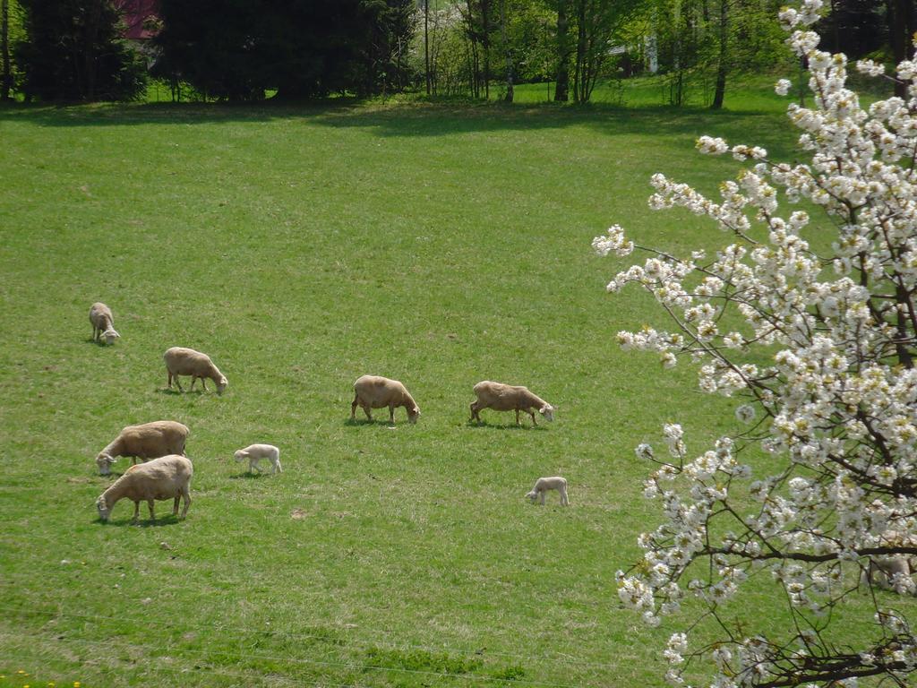 Affittacamere Na Zvonici Paseky nad Jizerou Esterno foto